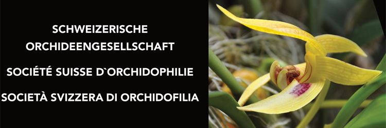 orchideen.ch orchideen.ch